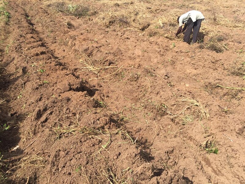 Community member working in soil preparing land for sustainable agriculture and climate action