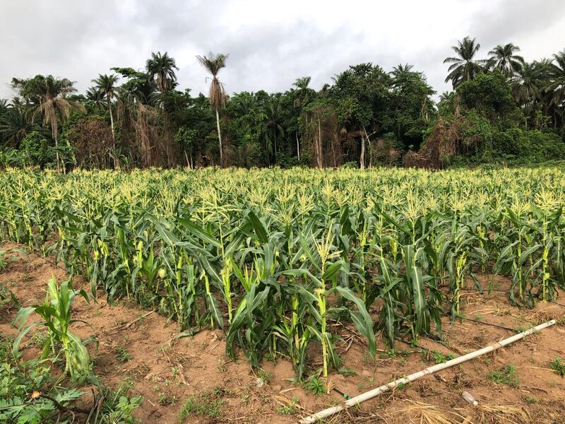Lush corn field with forest ecosystem showing successful sustainable agriculture and climate resilience