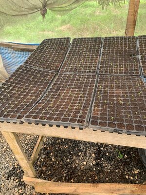 Seedling trays in climate-controlled nursery demonstrating youth leadership in environmental restoration