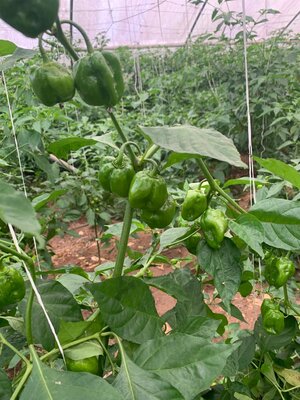 Greenhouse with thriving pepper plants showing sustainable livelihoods and food production