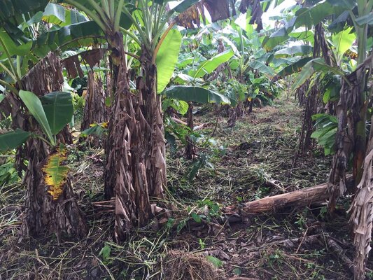Banana plantation representing community-led agricultural development and ecosystem diversity