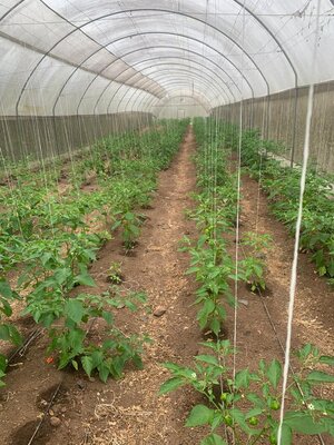 Modern greenhouse facility with tomato plants showing ecosystem restoration and climate-smart farming