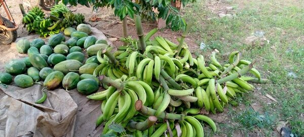 Mangoes and bananas at market demonstrating climate policy impact on local food systems