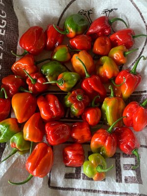Fresh red peppers harvest demonstrating sustainable livelihoods and food security for communities