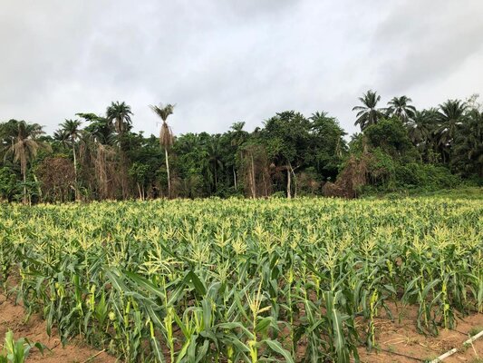 Banana plantation integrated with natural forest ecosystem demonstrating community-led agricultural development