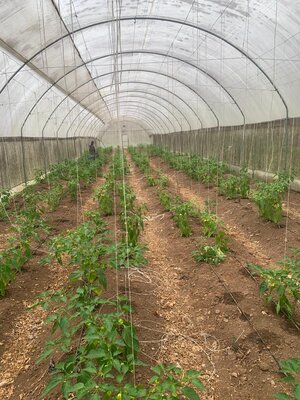 Greenhouse with vegetable crops demonstrating ecosystem restoration and sustainable production systems