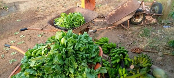 Leafy greens and bananas at market demonstrating food systems resilience and climate policy impact